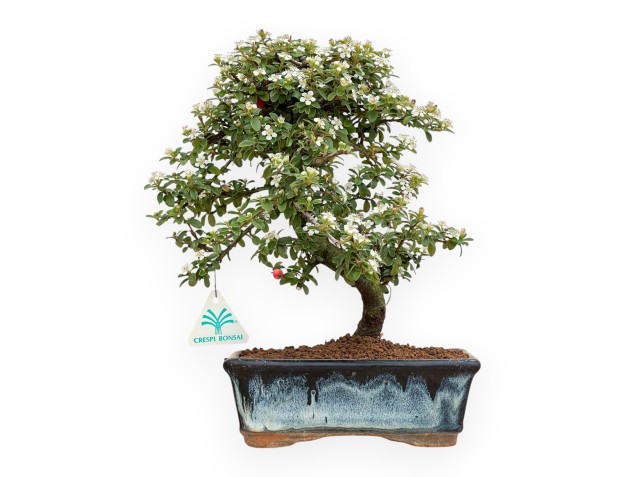 Cotoneaster Coral Beauty - 33 cm