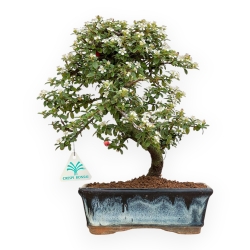 Cotoneaster Coral Beauty - Cotognastro - 33 cm