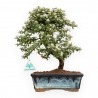 Cotoneaster Coral Beauty - 33 cm