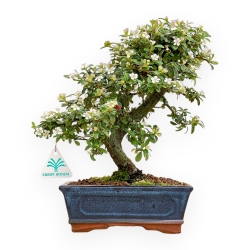 Cotoneaster Coral Beauty - Cotognastro - 32 cm