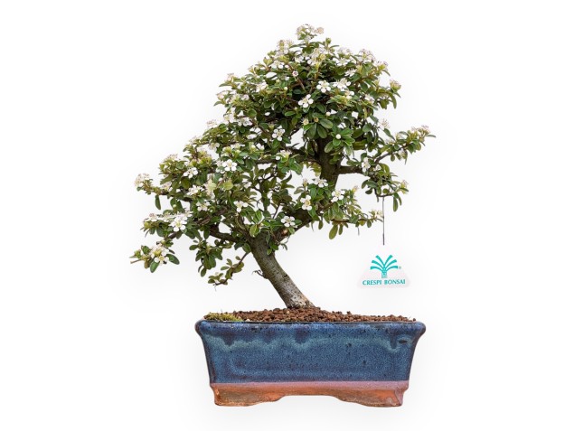 Cotoneaster Coral Beauty - 33 cm