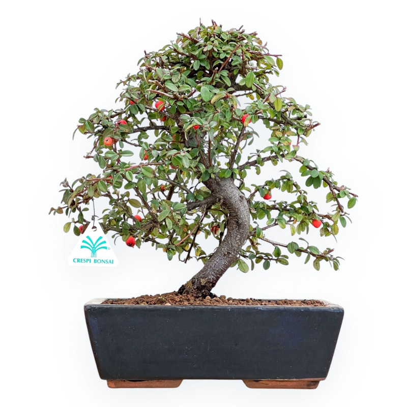 Cotoneaster Coral Beauty - Cotognastro - 35 cm