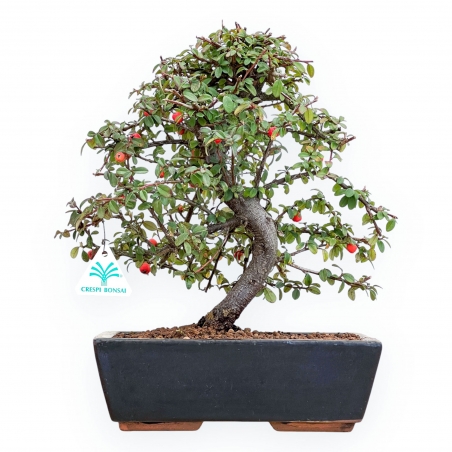 Cotoneaster Coral Beauty - Cotognastro - 35 cm
