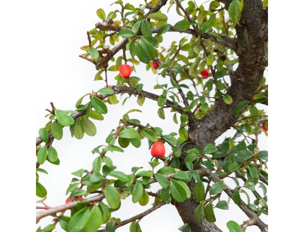 Cotoneaster Coral Beauty - 35 cm 2