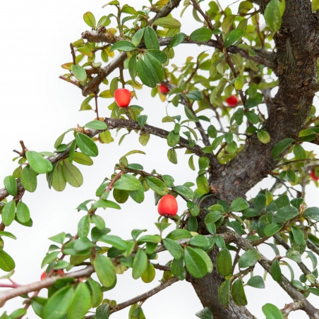 Cotoneaster Coral Beauty - 35 cm