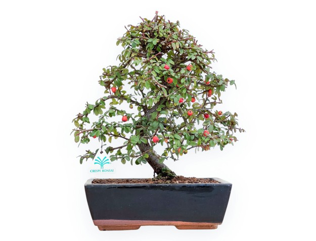 Cotoneaster Coral Beauty - Cotognastro - 35 cm