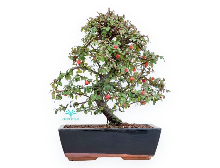 Cotoneaster Coral Beauty - Cotognastro - 35 cm