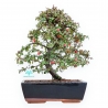 Cotoneaster Coral Beauty - 35 cm