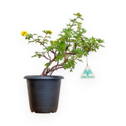 Potentilla Fruticosa - 31 cm