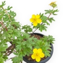 Potentilla Fruticosa - 31 cm