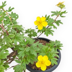 Potentilla Fruticosa - 31 cm