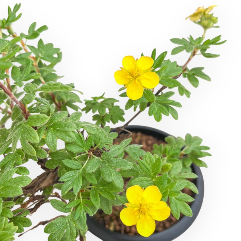 Potentilla Fruticosa - 31 cm