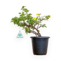 Potentilla Fruticosa - 31 cm