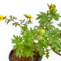Potentilla Fruticosa - 31 cm