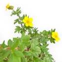 Potentilla Fruticosa - 31 cm