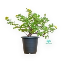 Potentilla Fruticosa - 30 cm