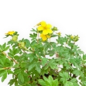 Potentilla Fruticosa - 30 cm