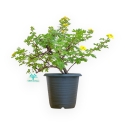 Potentilla Fruticosa - 30 cm