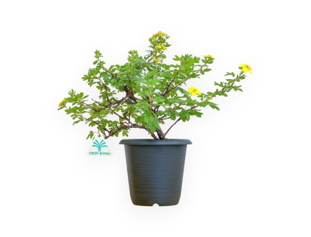 Potentilla Fruticosa - 30 cm