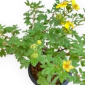 Potentilla Fruticosa - 30 cm