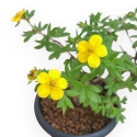 Potentilla Fruticosa - 26 cm