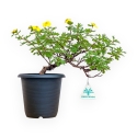Potentilla Fruticosa - 26 cm
