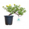 Potentilla Fruticosa - 26 cm