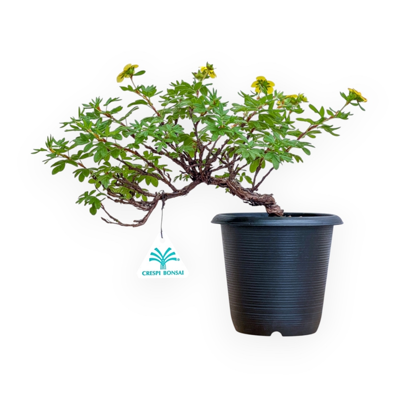 Potentilla Fruticosa - 26 cm