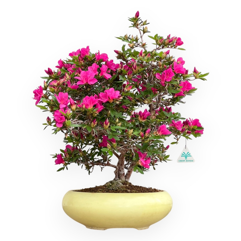 Rhododendron Indicum Hoshi No Kagayaki - Azalea - 54 cm