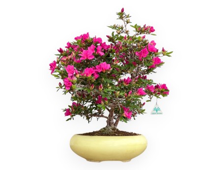 Rhododendron Indicum Hoshi No Kagayaki - Azalea - 54 cm