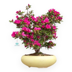 Rhododendron Indicum Hoshi No Kagayaki - Azalea - 54 cm