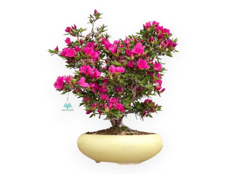 Rhododendron Indicum Hoshi No Kagayaki - Azalée - 54 cm