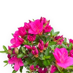 Rhododendron Indicum Hoshi No Kagayaki - Azalea - 54 cm