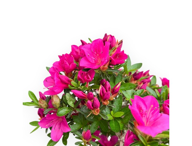 Rhododendron Indicum Hoshi No Kagayaki - Azalée - 54 cm 2