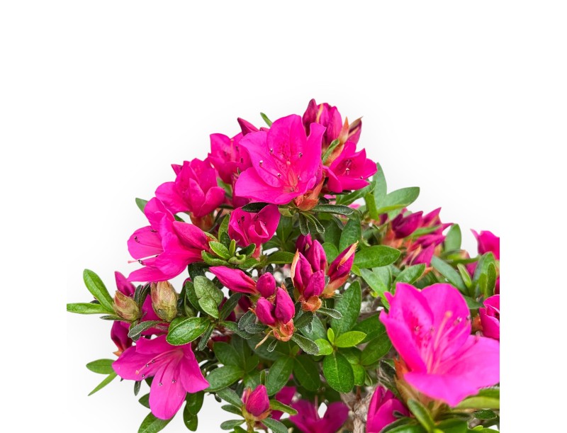 Rhododendron Indicum Hoshi No Kagayaki - Azalée - 54 cm