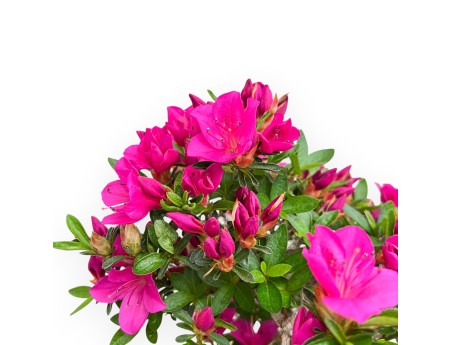 Rhododendron Indicum Hoshi No Kagayaki - Azalea - 54 cm