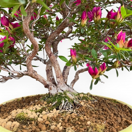 Rhododendron Indicum Hoshi No Kagayaki - Azalée - 54 cm