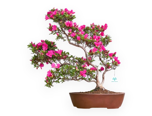 Rhododendron Indicum Hoshi No Kagayaki - Azalea - 59 cm