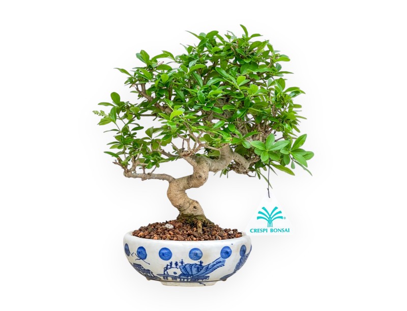 Ligustrum - Ligustro - 25 cm