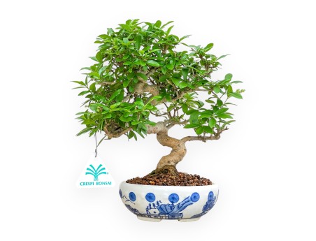 Ligustrum - Privet - 25 cm