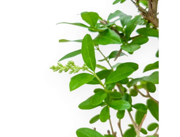 Ligustrum - Ligustro - 25 cm 2