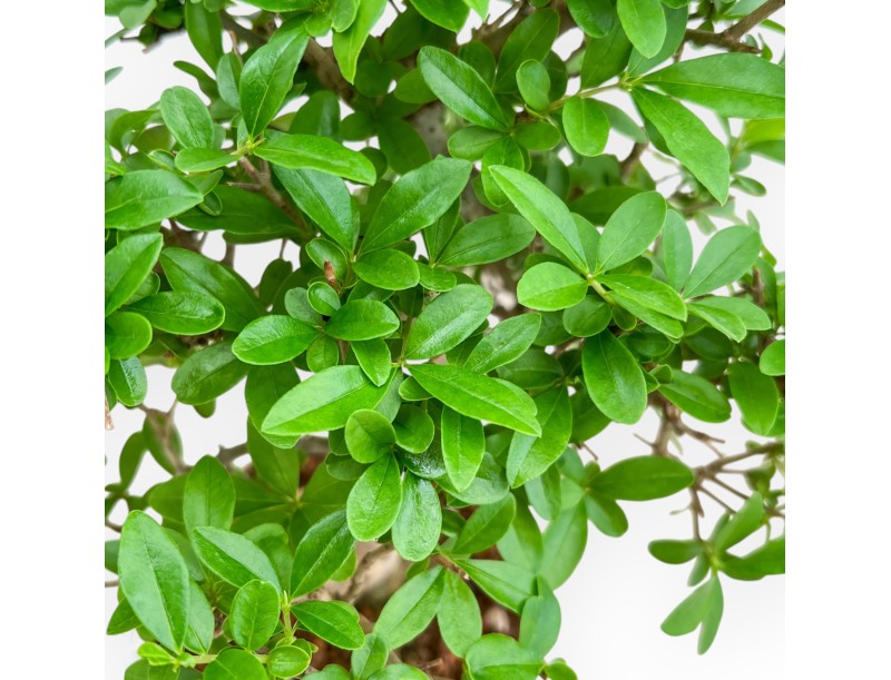 Ligustrum - Ligustro - 25 cm