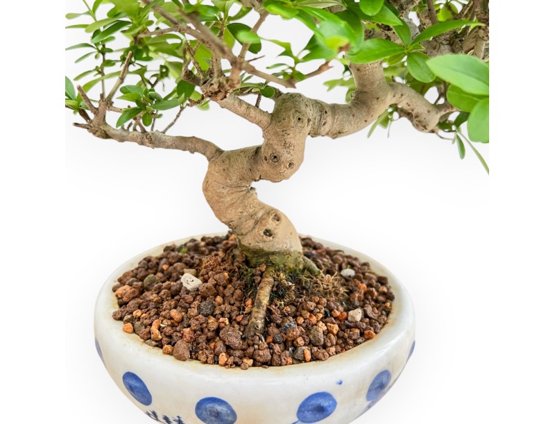 Ligustrum - Troène - 25 cm