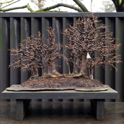 Zelkova Serrata - Orme - 58 cm