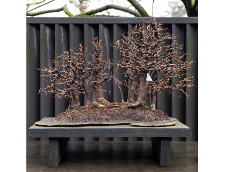 Zelkova Serrata - Iep - 58 cm