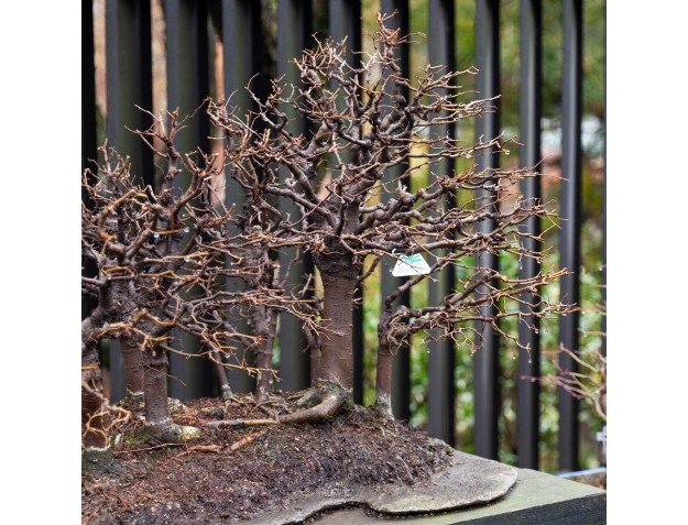 Zelkova Serrata - Ulmen - 58 cm 2