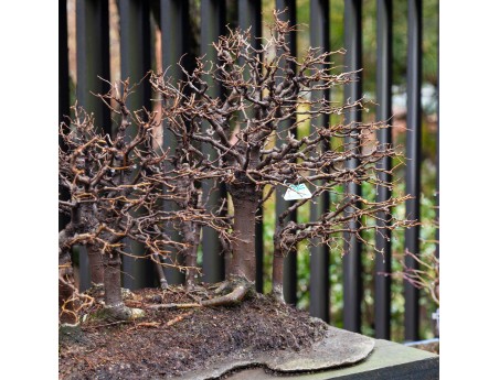 Zelkova Serrata - Ulmen - 58 cm