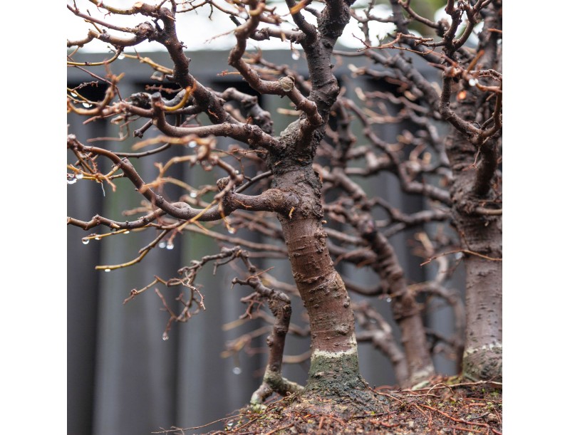 Zelkova Serrata - Iep - 58 cm