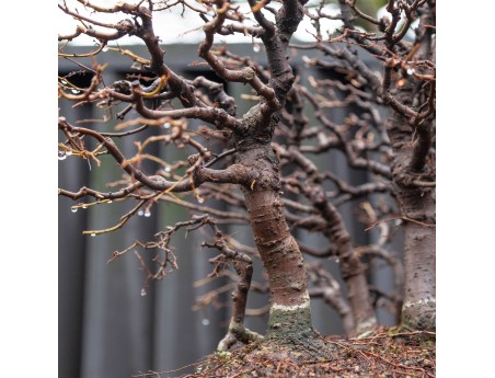 Zelkova Serrata - Iep - 58 cm