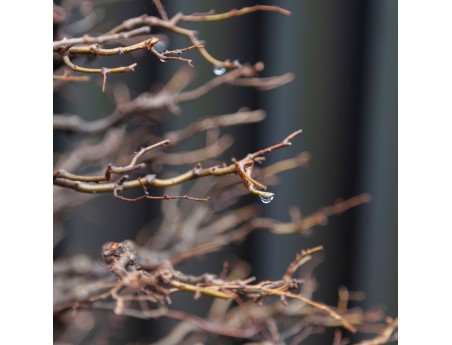 Zelkova Serrata - Elm - 58 cm